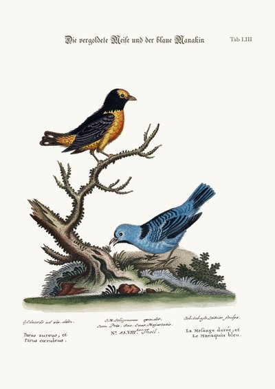 The Golden Tit-mouse, and the Blue Manakin by George Edwards